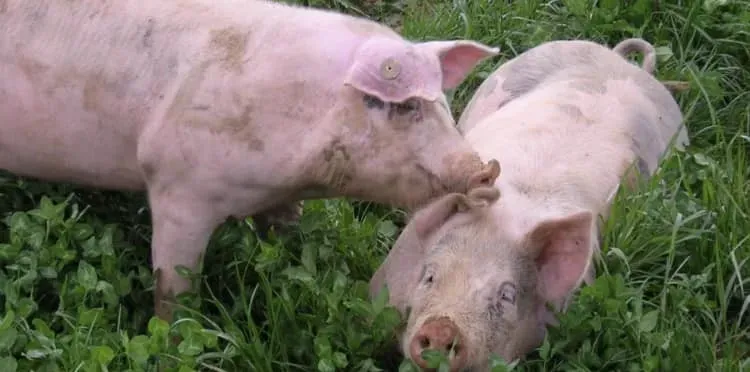 Fromagerie du Gouyre (9)