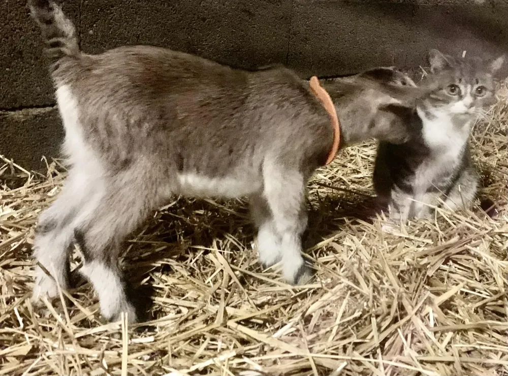 Fromagerie du Gouyre (11)