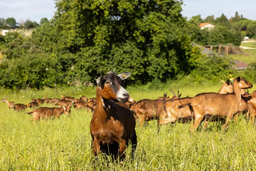 Fromagerie du Gouyre (17)