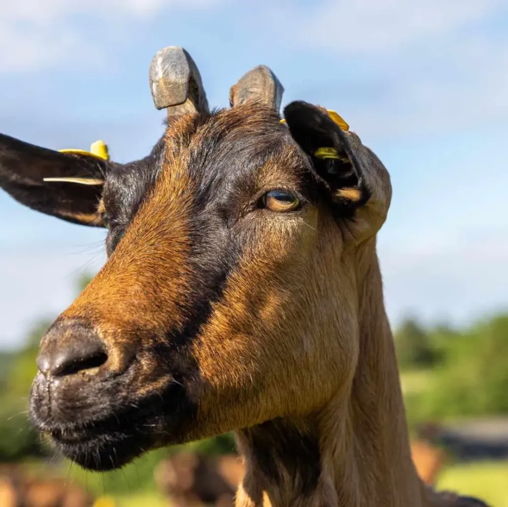Fromagerie du Gouyre (18)