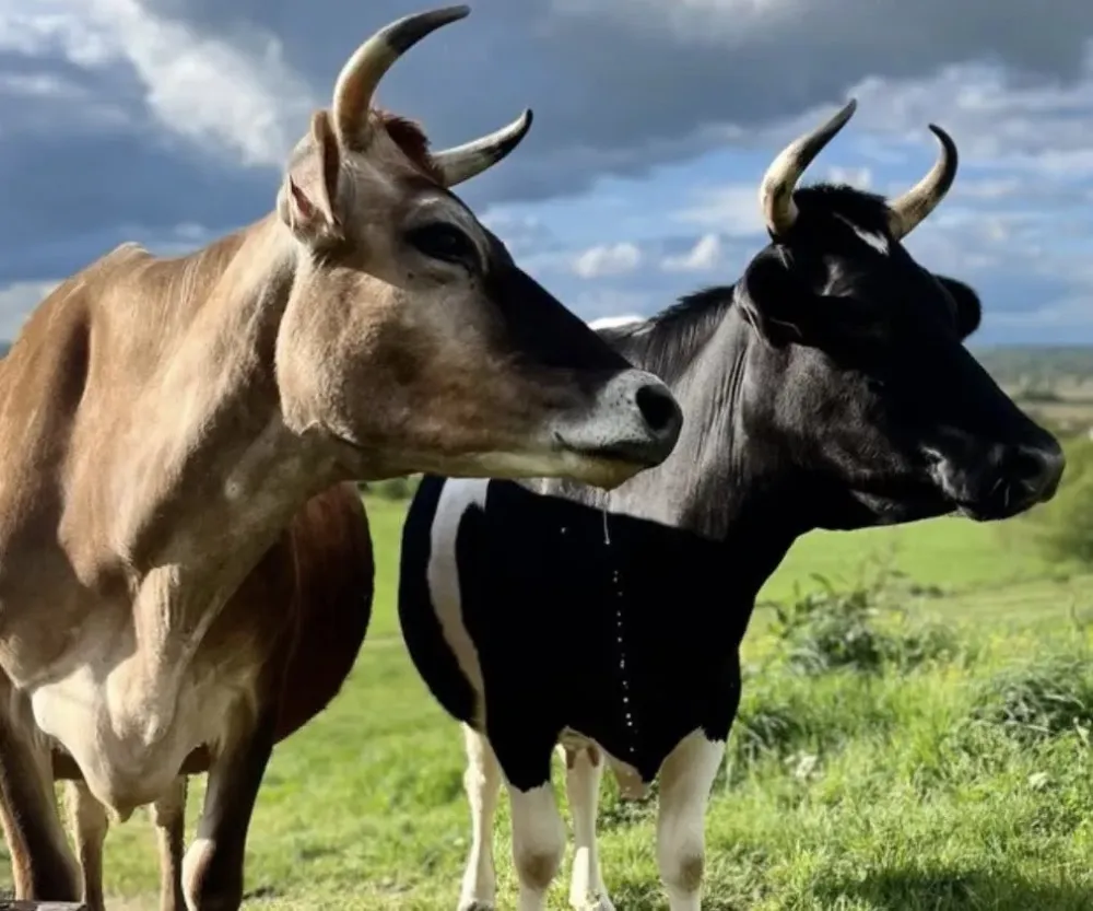 Fromagerie du Gouyre (23)