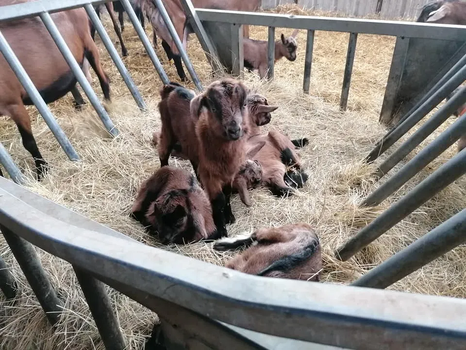 La galerie photos de La Fromagerie du Gouyre à Vaissac 001