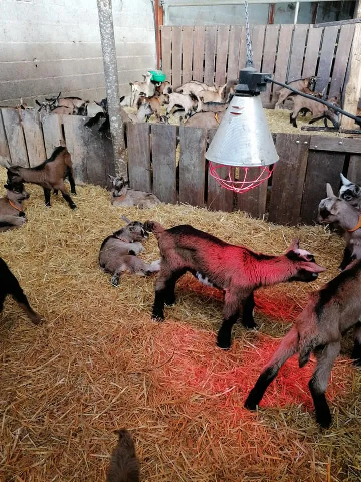 La galerie photos de La Fromagerie du Gouyre à Vaissac 004