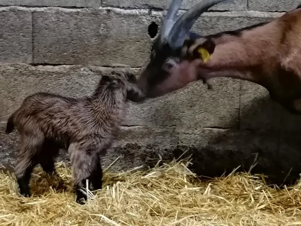 La galerie photos de La Fromagerie du Gouyre à Vaissac 003