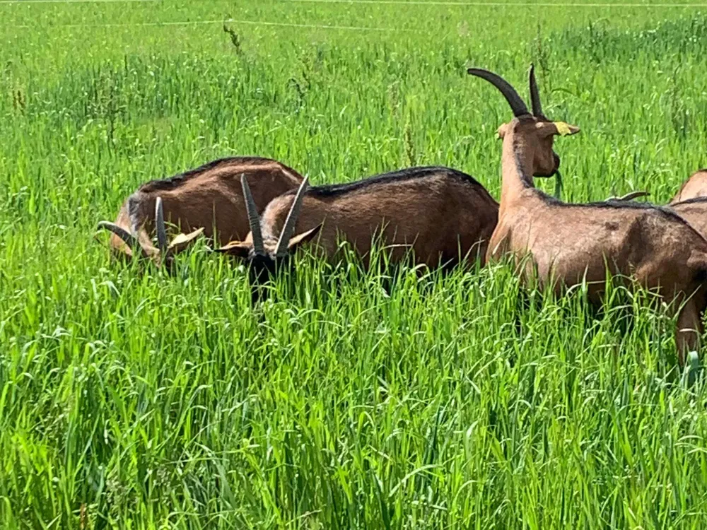La galerie photos de la fromagerie (11)