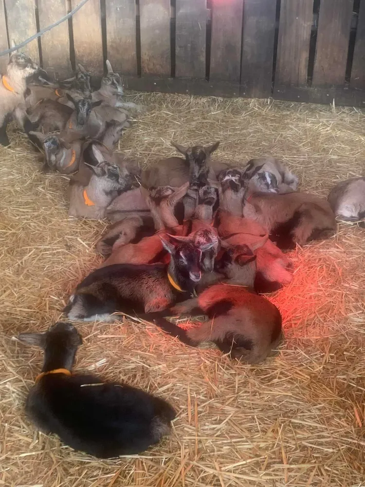 La galerie photos de la fromagerie (9)