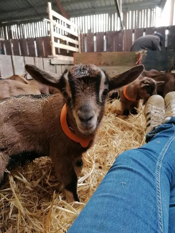 chevrerie lac gouyre (2)