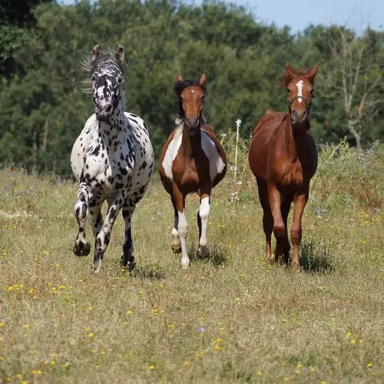 chevrerie lac gouyre (3)