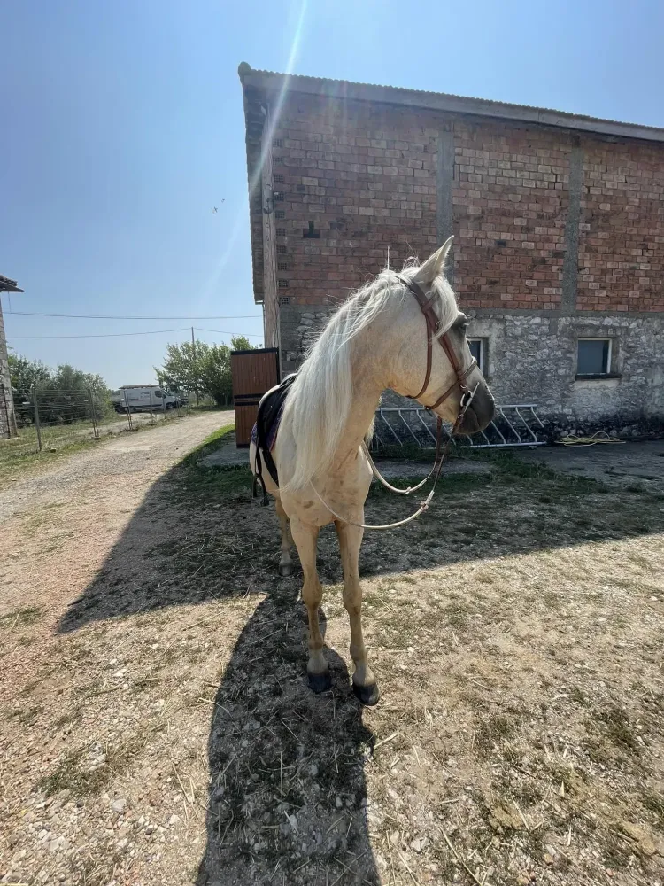 ecurie de la boissière (2)